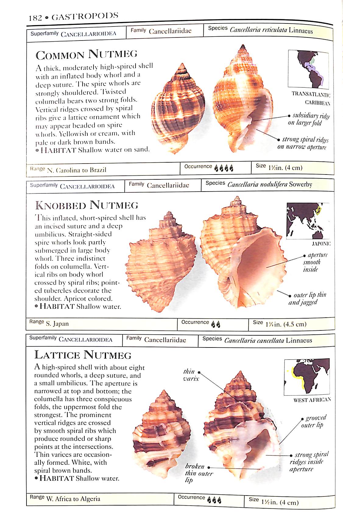 Large Shell Types Types Of Spiral Seashells