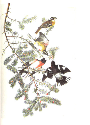 "The Original Water-Color Paintings By John James Audubon For The Birds Of America" 1966 AUDUBON, John James