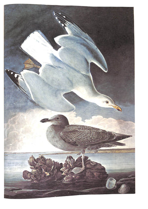 "The Original Water-Color Paintings By John James Audubon For The Birds Of America" 1966 AUDUBON, John James