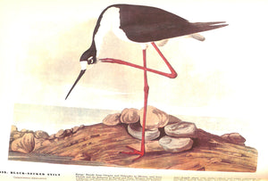 "The Birds Of America" 1937 AUDUBON, John James (SOLD)