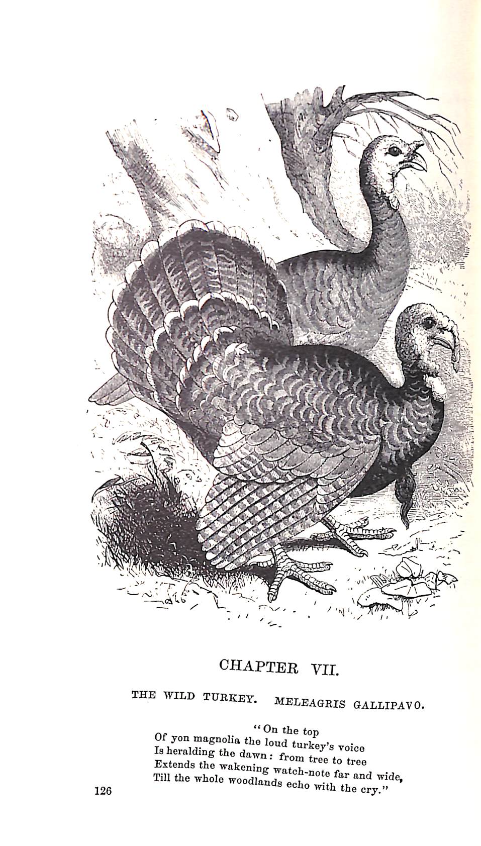 "The American Sportsman" 1967 LEWIS, Elisha J.