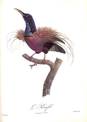 "Exotic Birds: Parrots. Birds Of Paradise. Tucans" 1963 LEVAILLANT, Francois