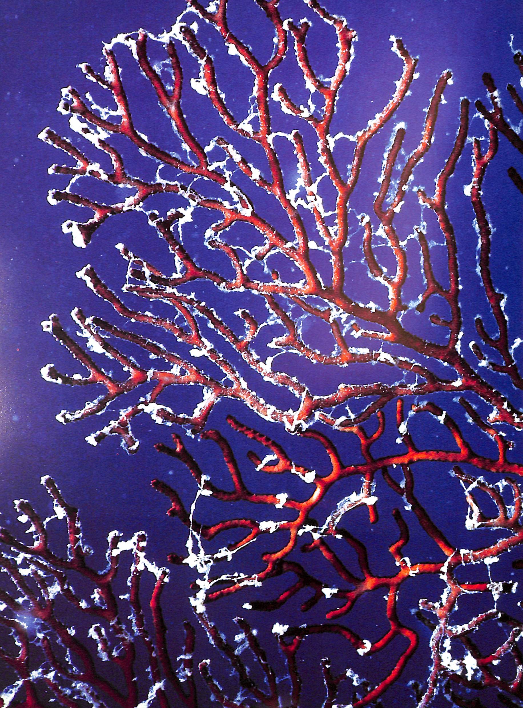 "Coral Gardens" 1978 RIEFENSTAHL, Leni