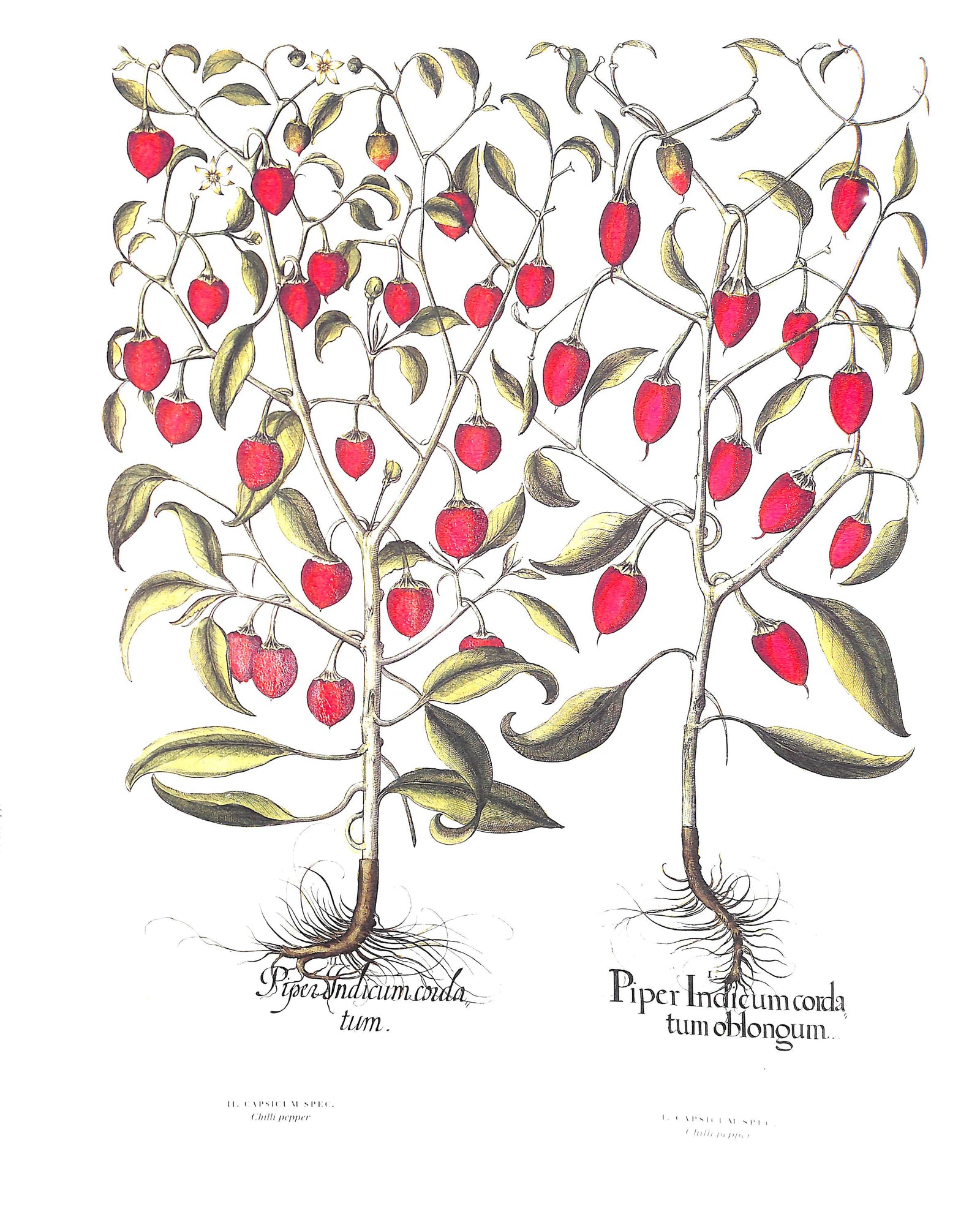 "The Garden At Eichstatt The Book Of Plants" 2000 BESLER, Basilius (S