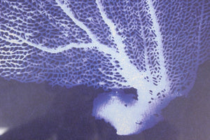 Silk Screen Blue Coral Fan w/ Gilt Bamboo Frame