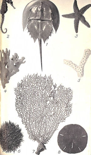 "Florida Sea Shells" 1936 ALDRICH, Bertha D.E. & SNYDER, Ethel
