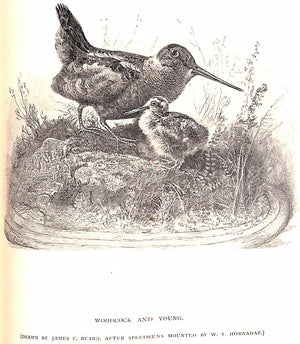 "Sport With Gun And Rod In American Woods And Waters" 1883 MAYER, Alfred M.