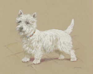 "A West Highland Terrier" Bodycolour By Mabel Gear (SOLD)