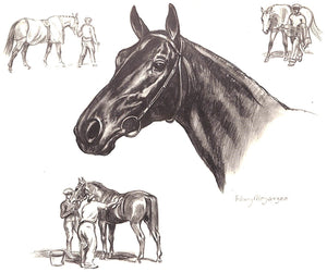 "Horses" 1946 MEGARGEE, Edwin