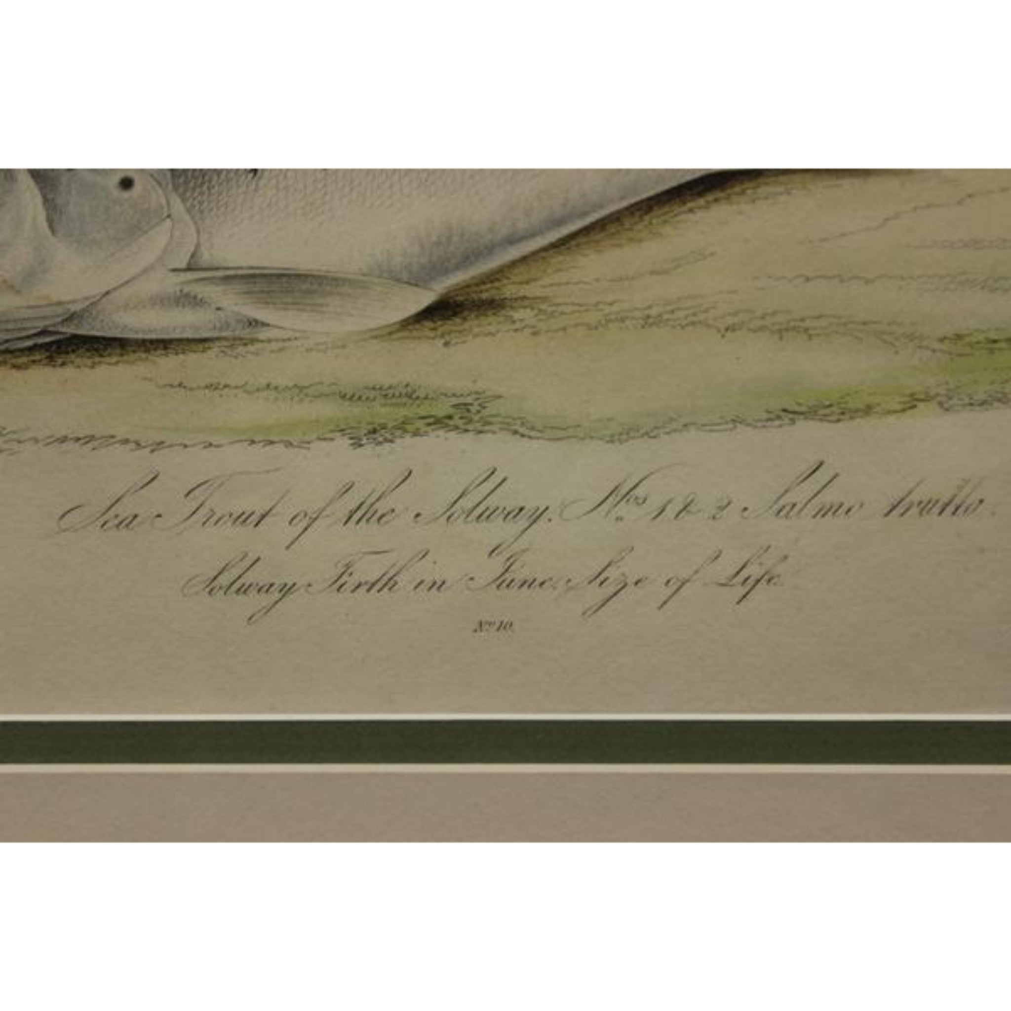 Sea Trout Of The Solway