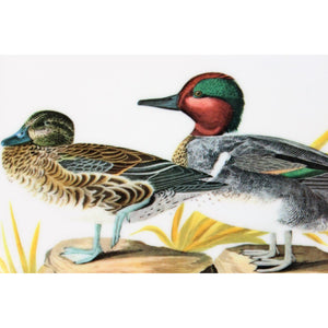 Set of 4 Green Winged Teal Audubon Coasters