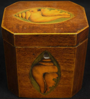 19th Century Shell Marquetry Tea Caddy