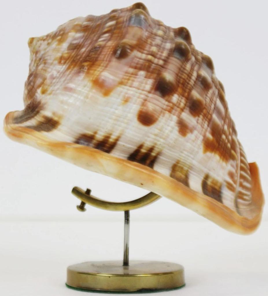 Seashell on a Brass Stand
