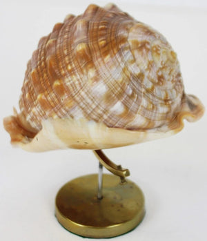 Seashell on a Brass Stand