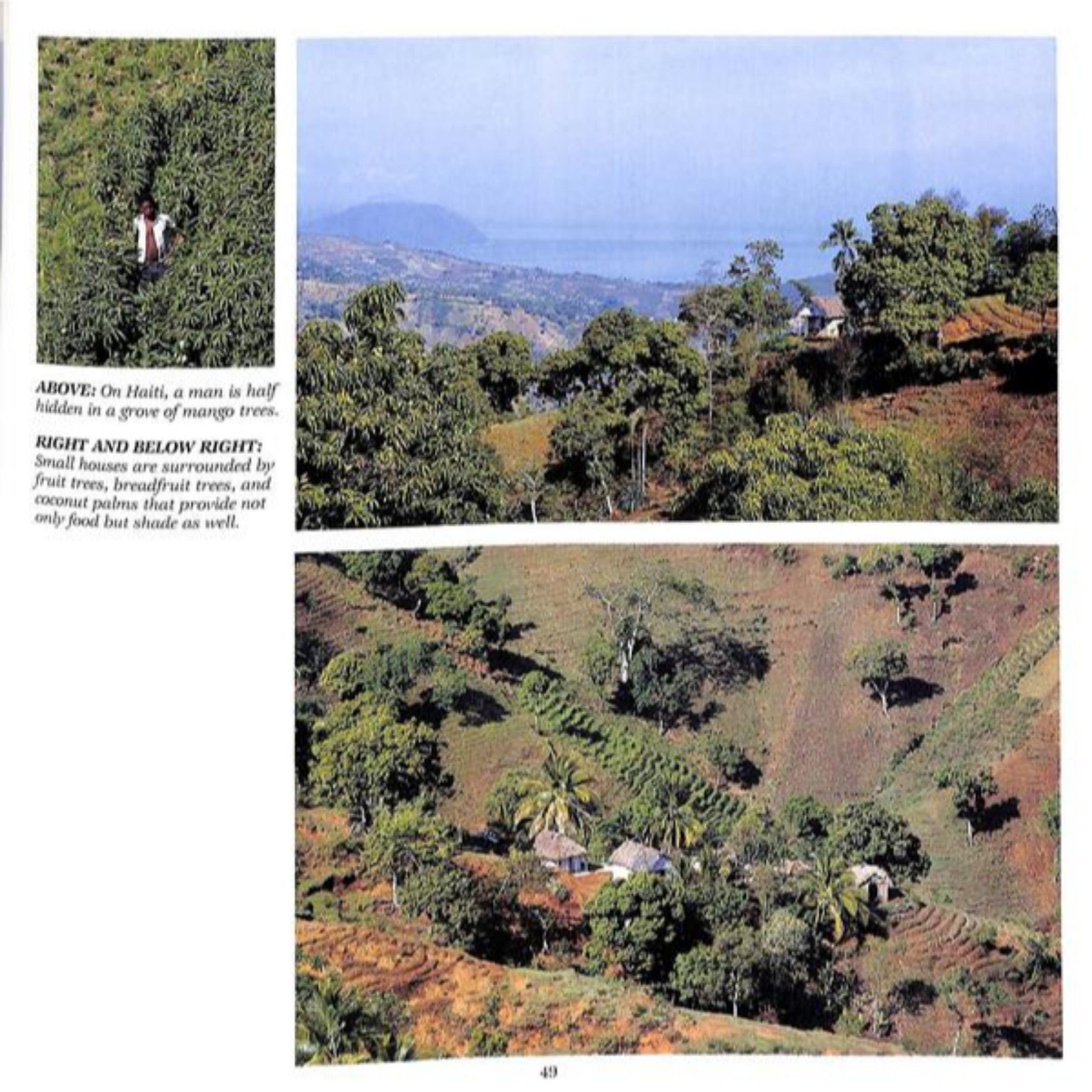 "Caribbean Stylez" 1985 SLESIN, Suzanne (SOLD)