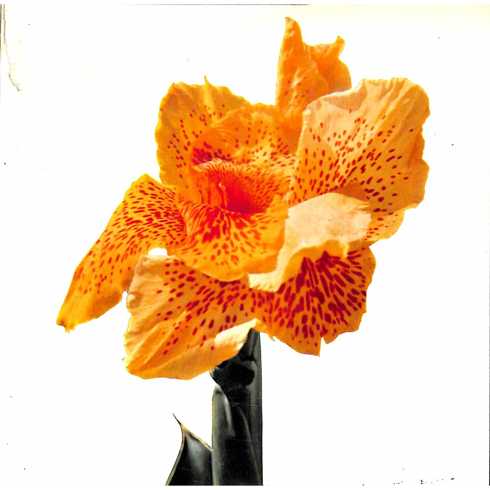 Pubblicita in Italia: 1963-1964