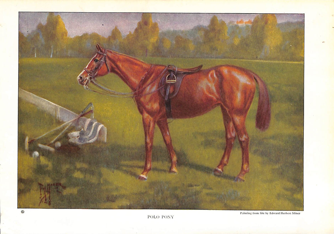 Polo Pony by Edward Herbert Miner