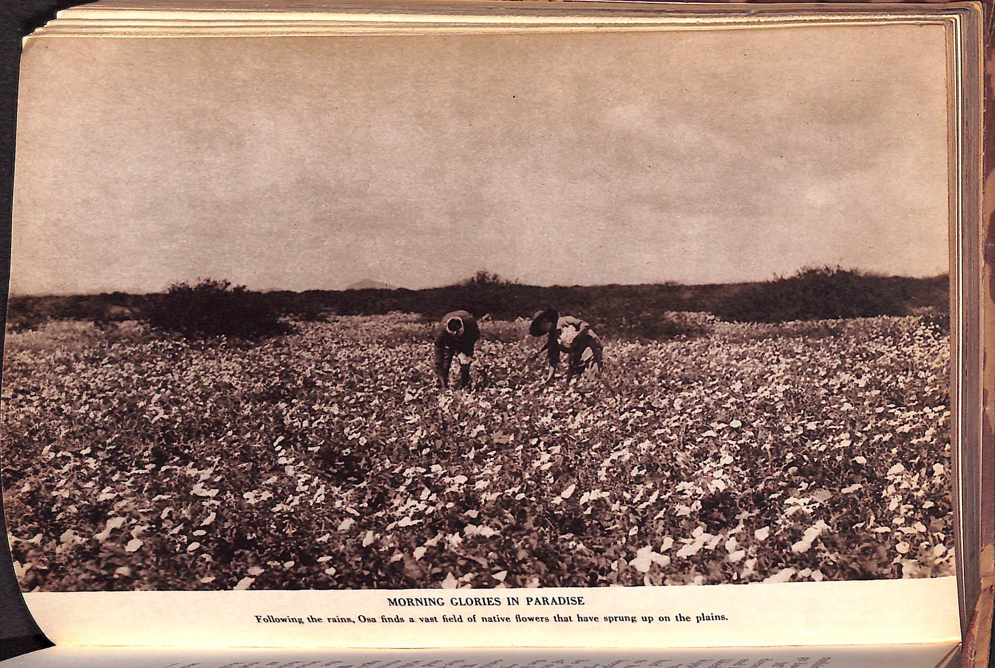 "Four Years in Paradise" 1941 by Osa Johnson (Inscribed!) (SOLD)