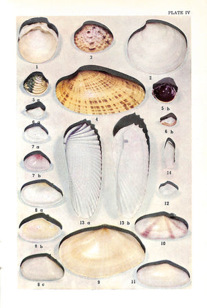 "Florida Marine Shells" 1945 VILAS, G.N. & N.R. (SOLD)