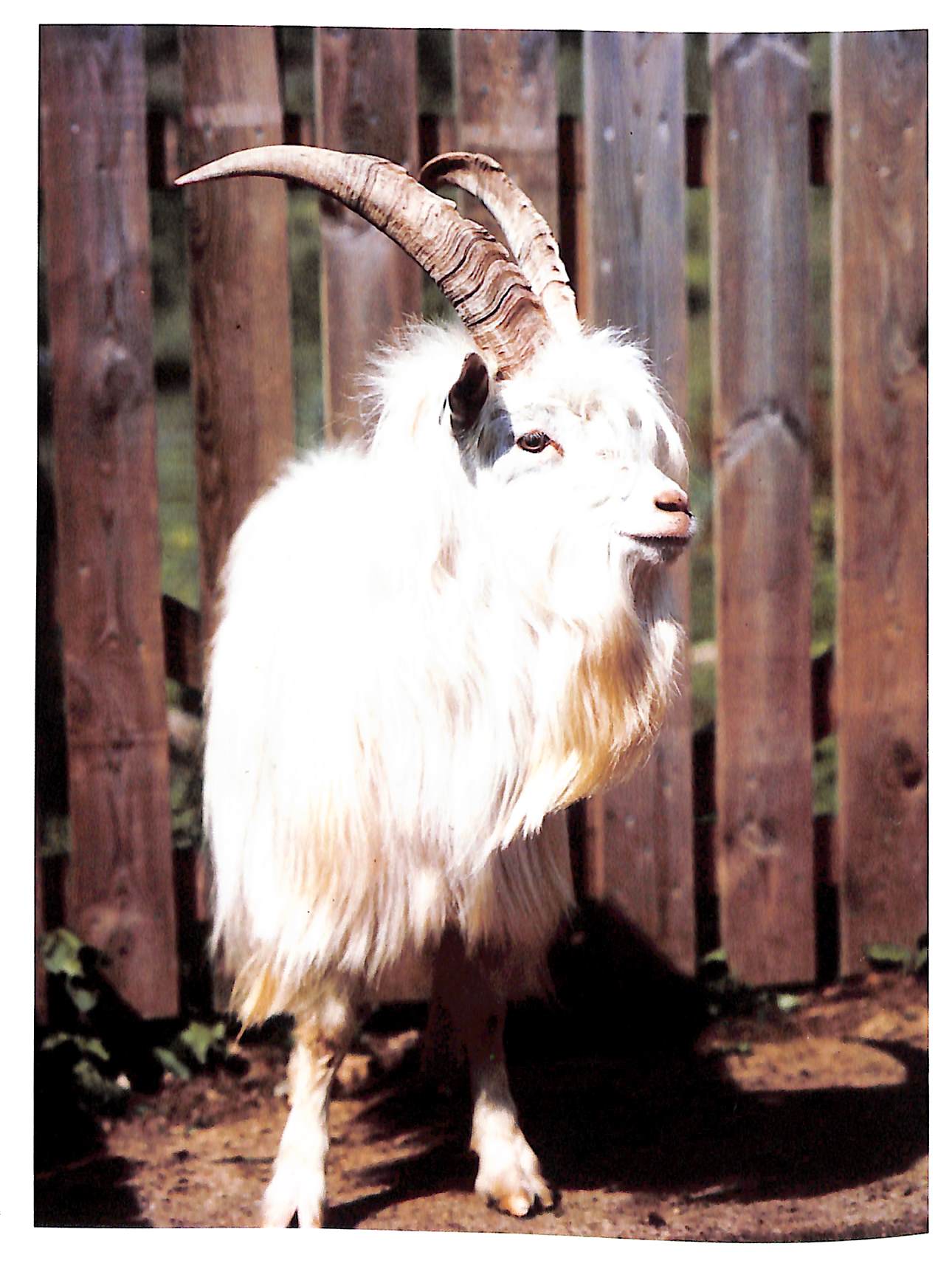 "Scottish Estate Tweeds" 1995 (SOLD)