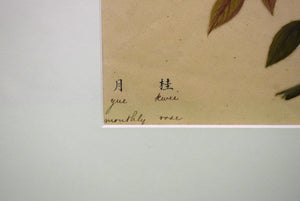 Monthly Rose Chinese Hand-Watercolour 19thc Painting