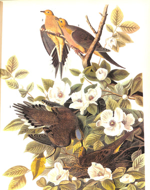 "The Birds Of America" 1937 AUDUBON, John James (SOLD)
