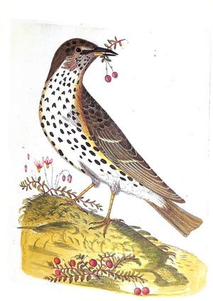 "Fine Bird Books 1700-1900" 1990 SITWELL, Sacheverell