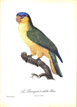 "Exotic Birds: Parrots. Birds Of Paradise. Tucans" 1963 LEVAILLANT, Francois