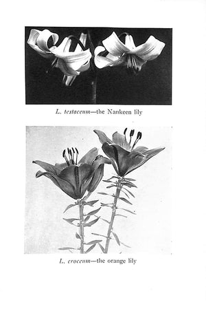 "Lilies" 1913 ADAMS, H.S.