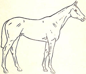 "The Racehorse: Conformation And Action" 1927 RICKETTS, Lt-Col. P.E.