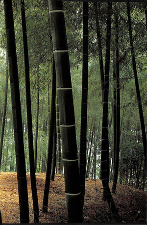 "The World Of Bamboo" 1981 TAKAMA, Shinji  [photographed by]