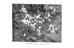 "Wall & Water Gardens" 1901 JEKYLL, Gertrude