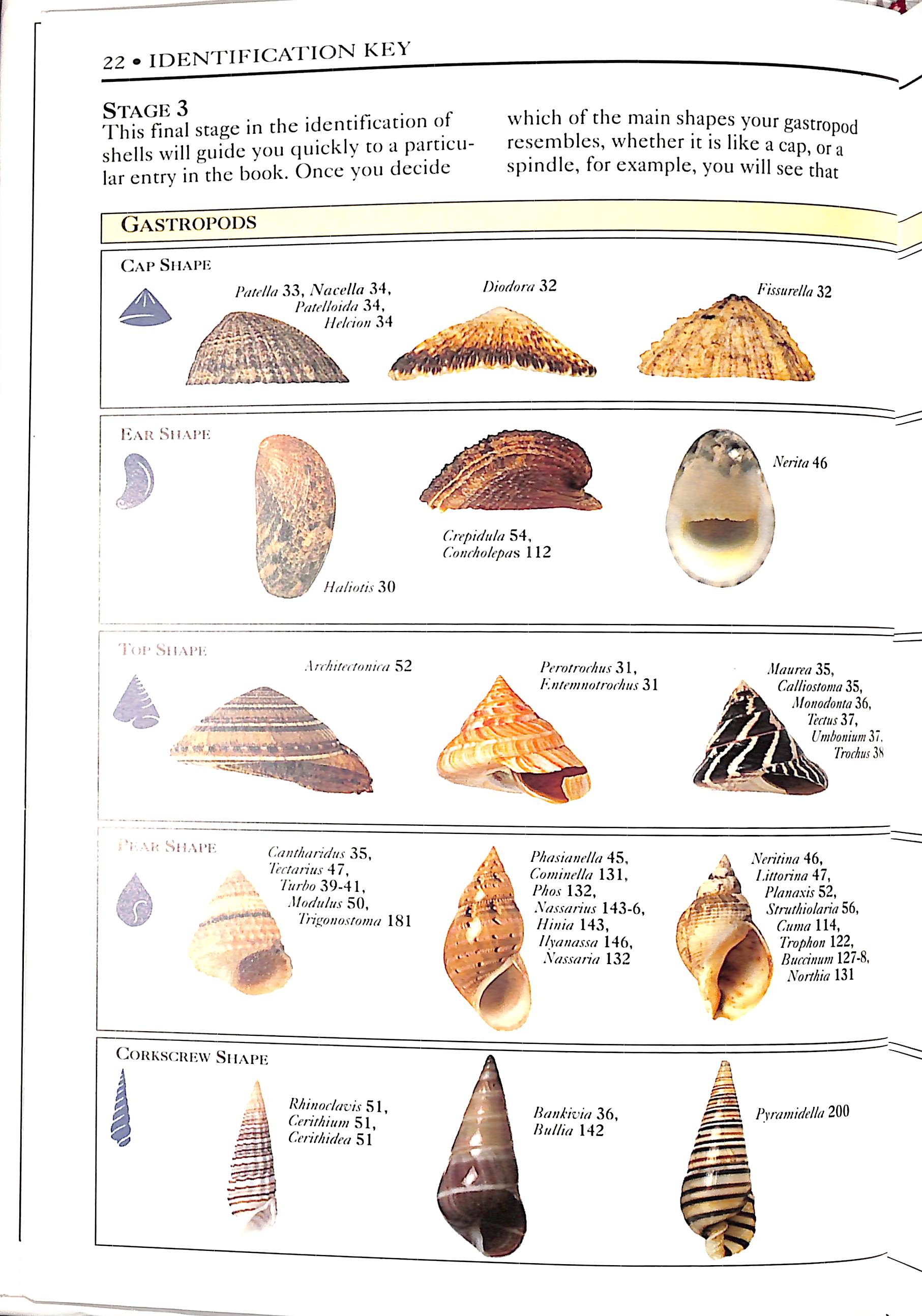 Seashell Shape Chart Seashell Identification Chart
