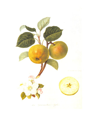"Hooker's Finest Fruits: A Selection Of Paintings Of Fruits" 1989 ROACH, Frederick and STEARN, William T.