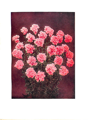 "Carnations & Pinks" 1919 COOK, T.H. DOUGLAS, James & MCLEOD, J.F.