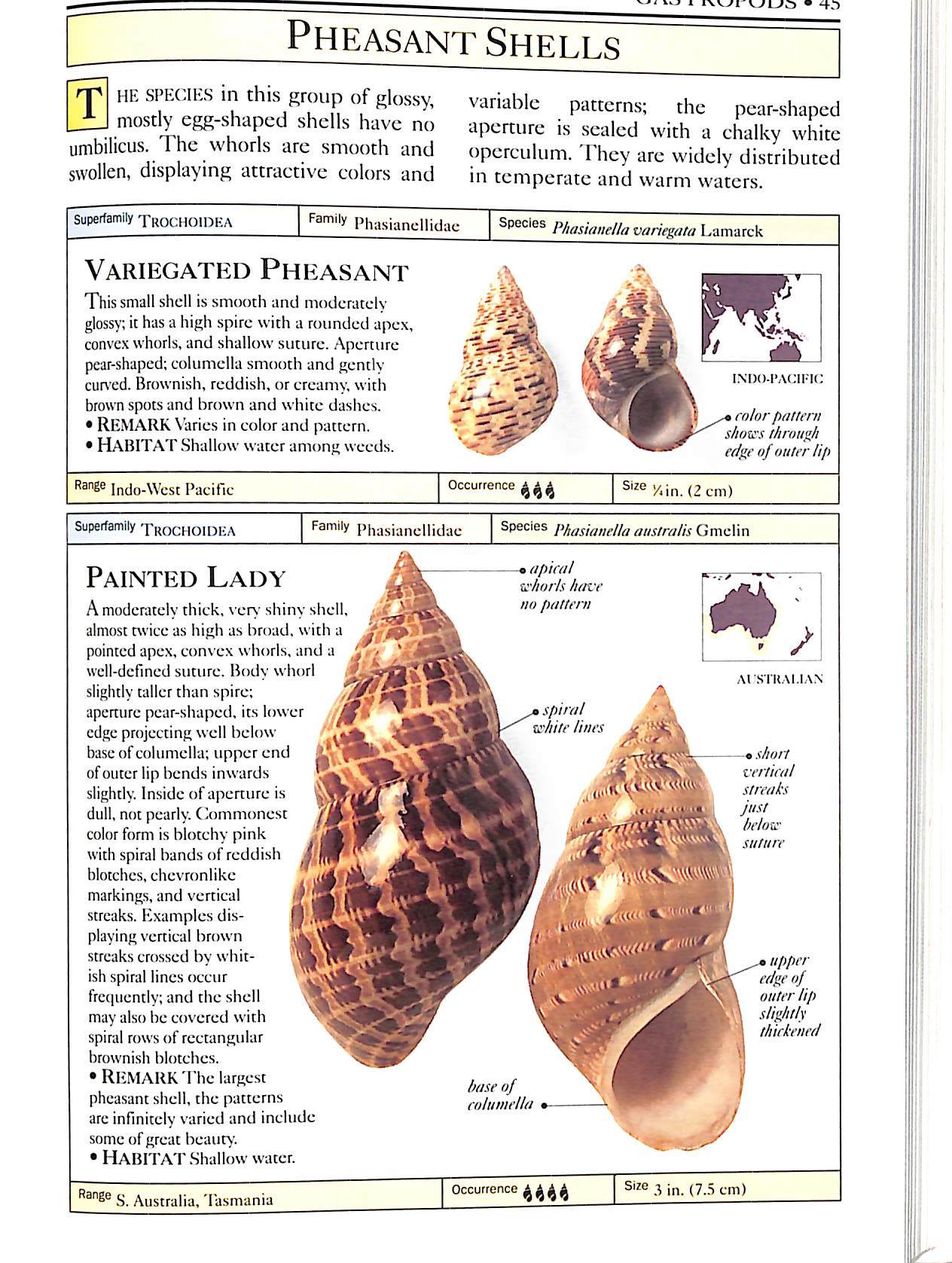 Seashell Identification Chart