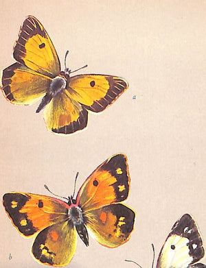 "British Butterflies" 1951 FORD, E.B.