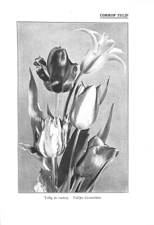 "Our Garden Flowers" 1910 KEELER, Harriet L.