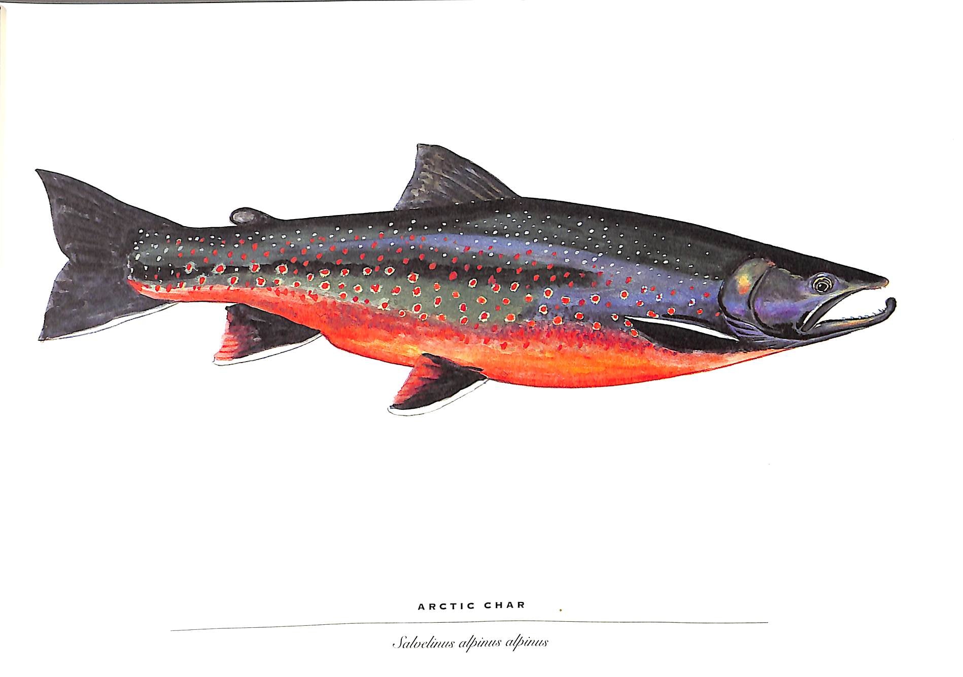 Trout: An Illustrated History 1997 PROSEK, James