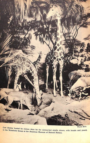 "Restless Jungle" 1936 AKELEY, Mary L. Jobe