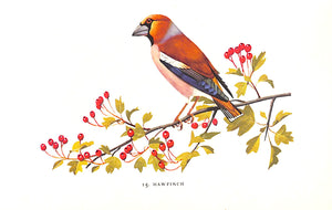 "Woodland Birds" 1955 BARCLAY-SMITH, Phyllis