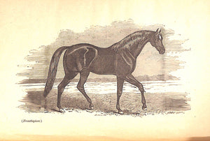 "The Saddle-Horse: A Complete Guide For Riding And Training" 1891