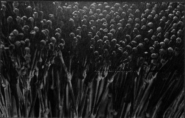 Harry Bertoia Sculpture Exhibition Invite Card: 15 Years at Wright Gal