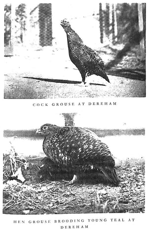 "At Dawn And Dusk: Being My Record Of Nearly Sixty Years Of Wildfowling" 1994 MCLEAN, Colin