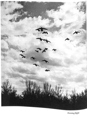"Prairie Wings: Pen And Camera Flight Studies" 1946 QUEENY, Edgar M.
