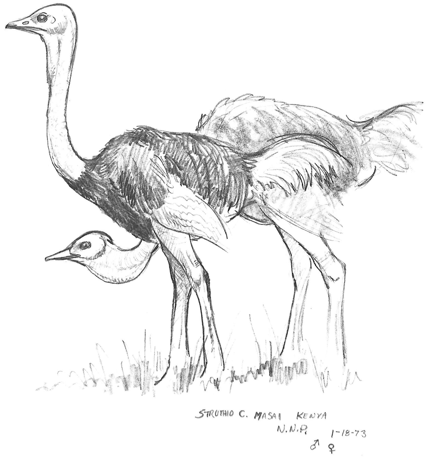 Herbert, The Ostrich Graphite Pencil Drawing on Paper SOLD – MJB Fine  Art Gallery