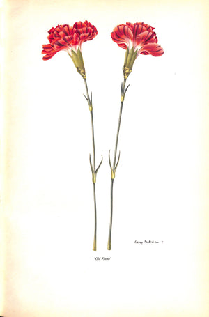 "Old Carnations & Pinks" 1955 MORETON, C. Oscar