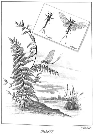 "Favorite Flies" 1892 MARBURY, Mary Orvis
