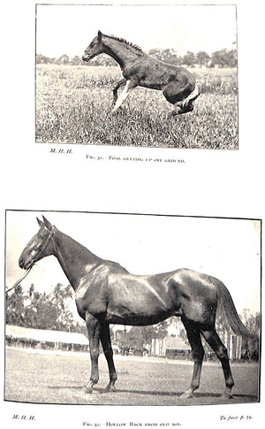 "Points Of The Horse" 1897 HAYES, Capt M. Horace